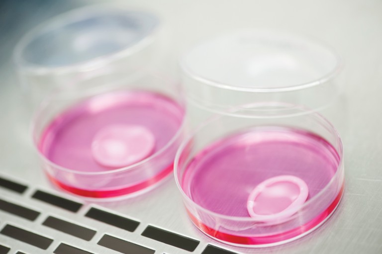 Preparação de amostra de pele desenvolvida pela professora Silvya Maria-Engler, da USP