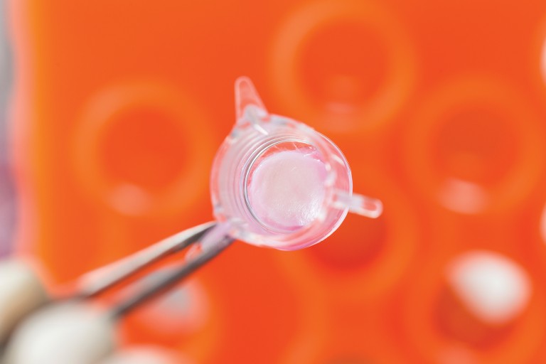 Produção de pele no Boticário: testes para toxicidade, corrosão e irritação cutânea