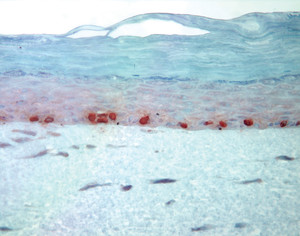 ...e a pele artificial normal, em experimentos no Instituto de Ciências Biomédicas (ICB)