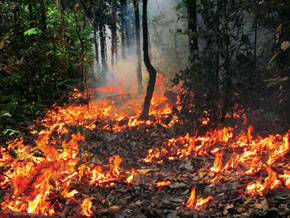 Fuego experimental en el estado de Mato Grosso: bajo condiciones normales de humedad, los incendios son de escasa energía y poco destructivos