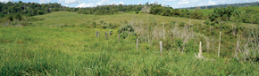 Con la ganadería intensiva, se pudo liberar un mayor espacio para la restauración forestal en áreas degradadas desde hacía décadas en Paragominas, estado de Pará 
