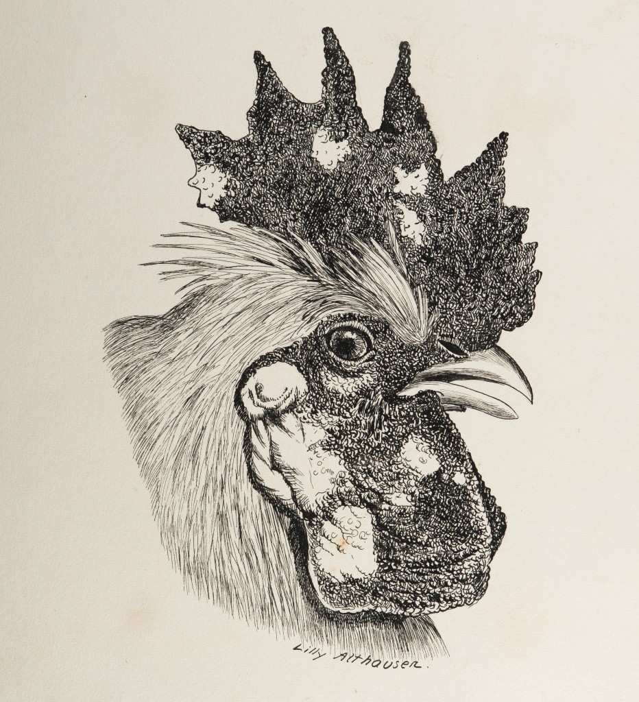 Técnicas diversas: enfermedades de aves estudiadas por José Reis, en el dibujo de Lilly Althausen