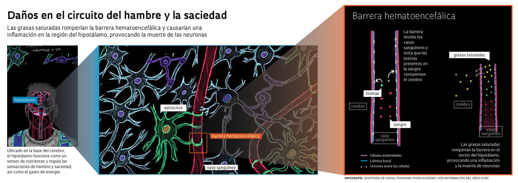 Obesidad Edición 240b