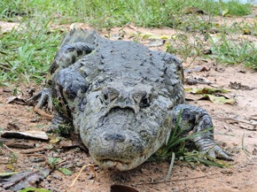 The broad-snouted caiman has a “lid” of soft tissue where it likely once had ears