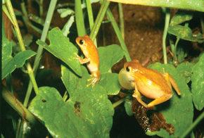 ...Dendropsophus minutus tree frogs, a species that has been mapped in projects on the Anura of the Atlantic Forest