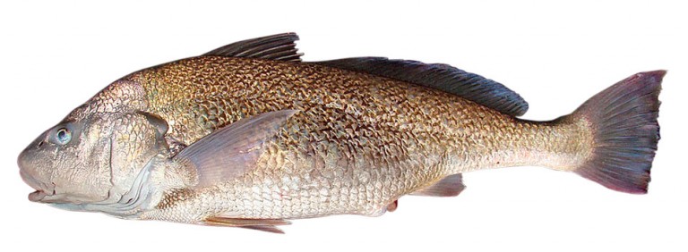 Corvina: espécie era a mais pescada entre os sambaquieiros fluminenses