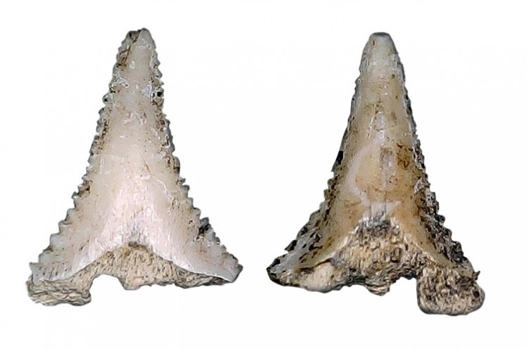 Dentes de tubarão: usados como adorno de colar