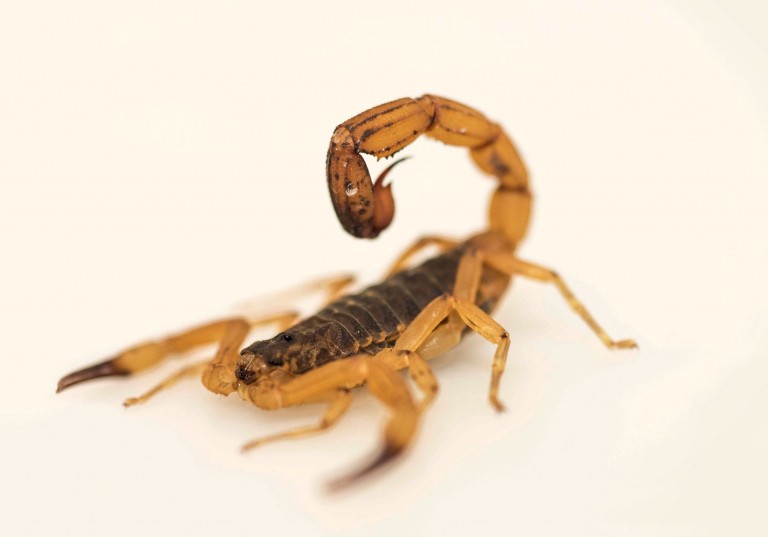 O escorpião-amarelo, causador da maioria dos acidentes graves