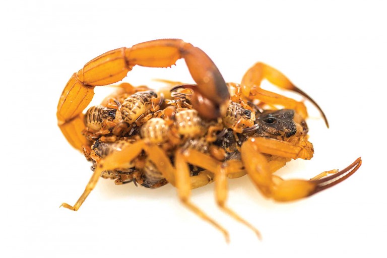 Fêmea de escorpião-amarelo com filhotes após se reproduzir sozinha, por partenogênese