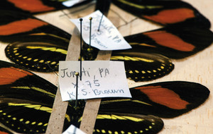 Origens preservadas: borboletas coletadas pelo pioneiro Keith Brown integram a coleção de pesquisa 