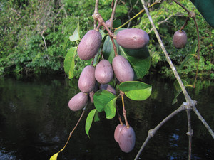 Planta femenina de Gnetum leyboldii del Parque Estadual Cristalino, en Mato Grosso, una de las seis especies de Gnetum de la Amazonia: lo que parecen frutos son a decir verdad semillas 