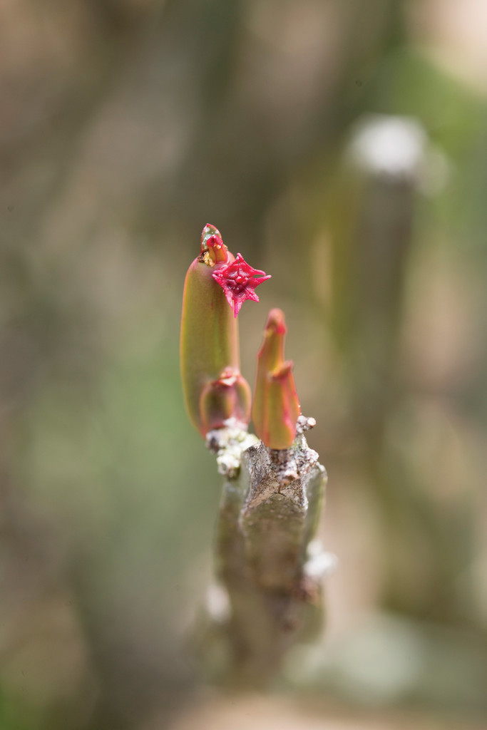 En aclimatación en la capital paulista: flor y fruto de Euphorbia attastoma, cactus endémico de la sierra de Grão Mogol, MG, con látex fosforescente