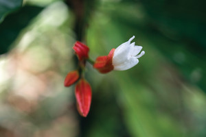 Flor de japaranduba (Erythrochiton brasiliensis), arbolillo del interior de fragmentos inalterados del Bosque Atlántico húmedo