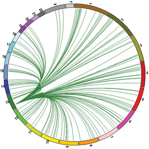 RPL21, the gene most often retrocopied in primates: nearly 200 copies in each species