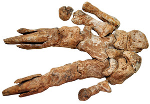 Garra fossilizada de preguiça-gigante do gênero Valgipes...
