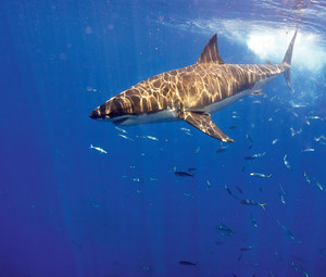 Great white shark: one of the more than 20 fish species that the shell people caught