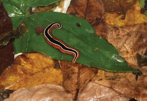 The planarian described by Darwin, Geoplana vaginuloides (above),  is likely to be divided into several closely related species, like the one shown in the image at right 