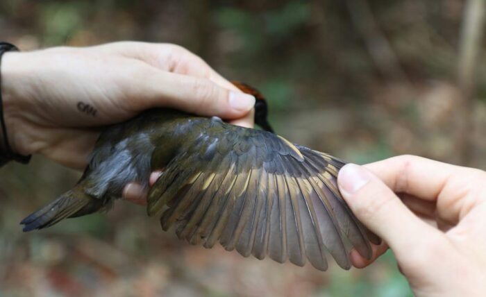 Clima Modifica O Corpo Das Aves Revista Pesquisa Fapesp