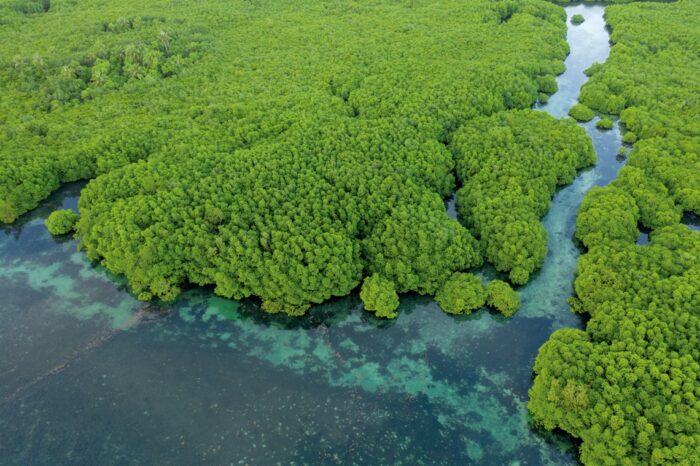 Los Humedales Aportan A La Diversidad De Aves En La Amazonia Revista