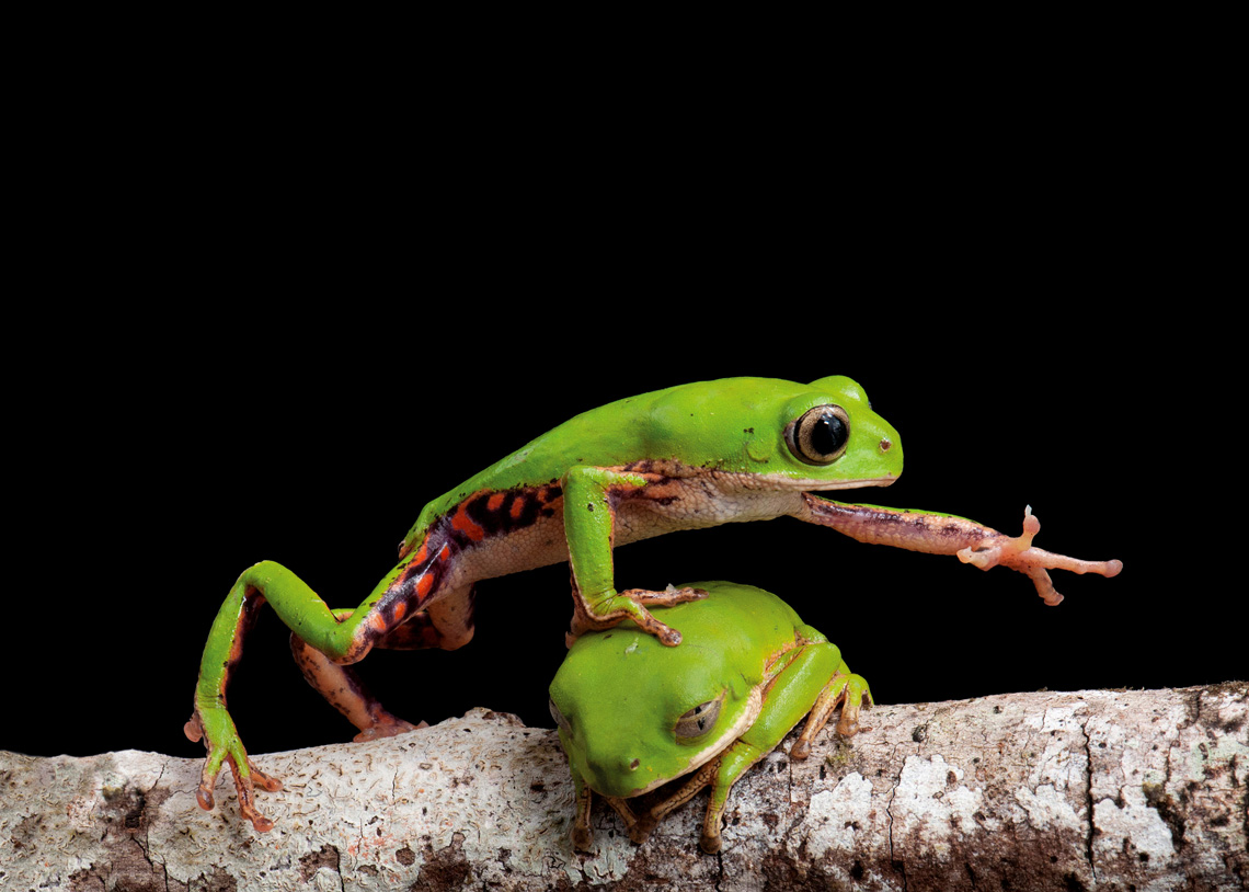 Las Poblaciones De Anfibios Han Venido Disminuyendo En El Bosque