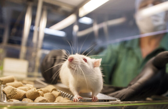 Guia traz orientações sobre uso de animais em pesquisa e ensino no