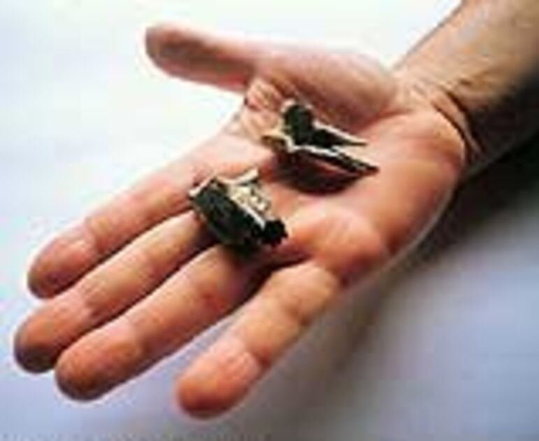 Asas do passado Revista Pesquisa Fapesp