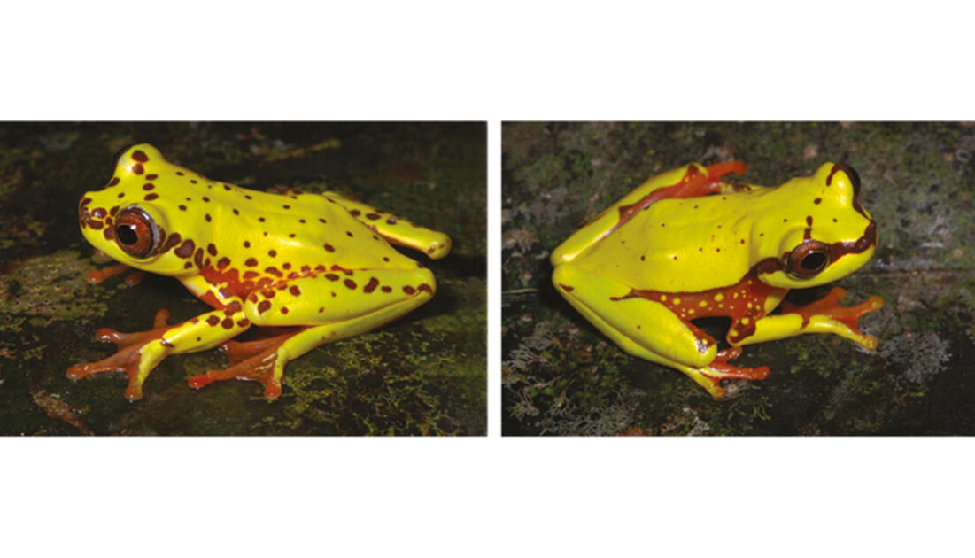 Forest creatures : Revista Pesquisa Fapesp