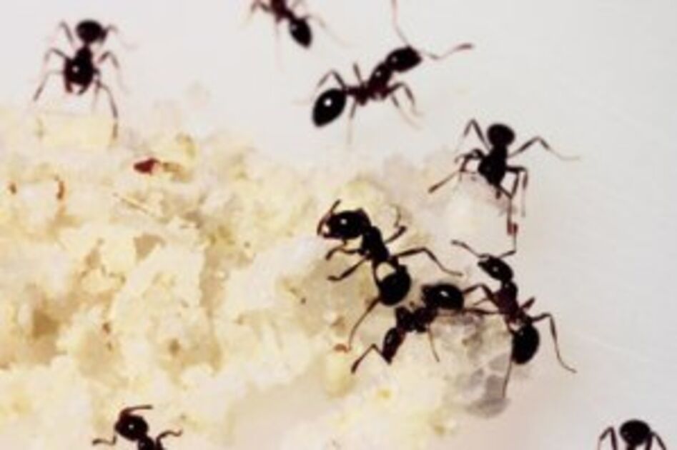 Si la 'Reina' muere, ¿qué pasará con las hormigas restantes? - Quora