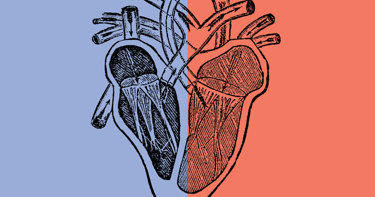 Ilustração do bulbo cerebral e região parafacial lateral