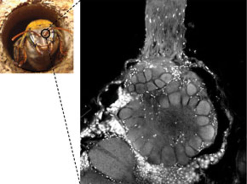 Bees’ sense of smell Revista Pesquisa Fapesp