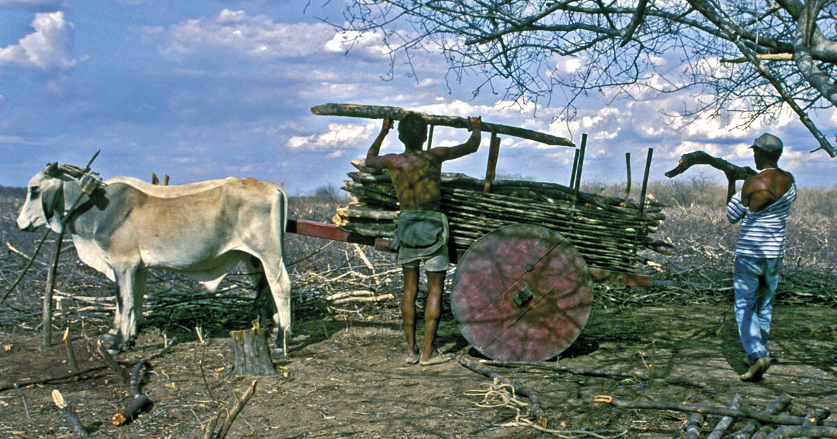 The corrosion of the Caatinga : Revista Pesquisa Fapesp
