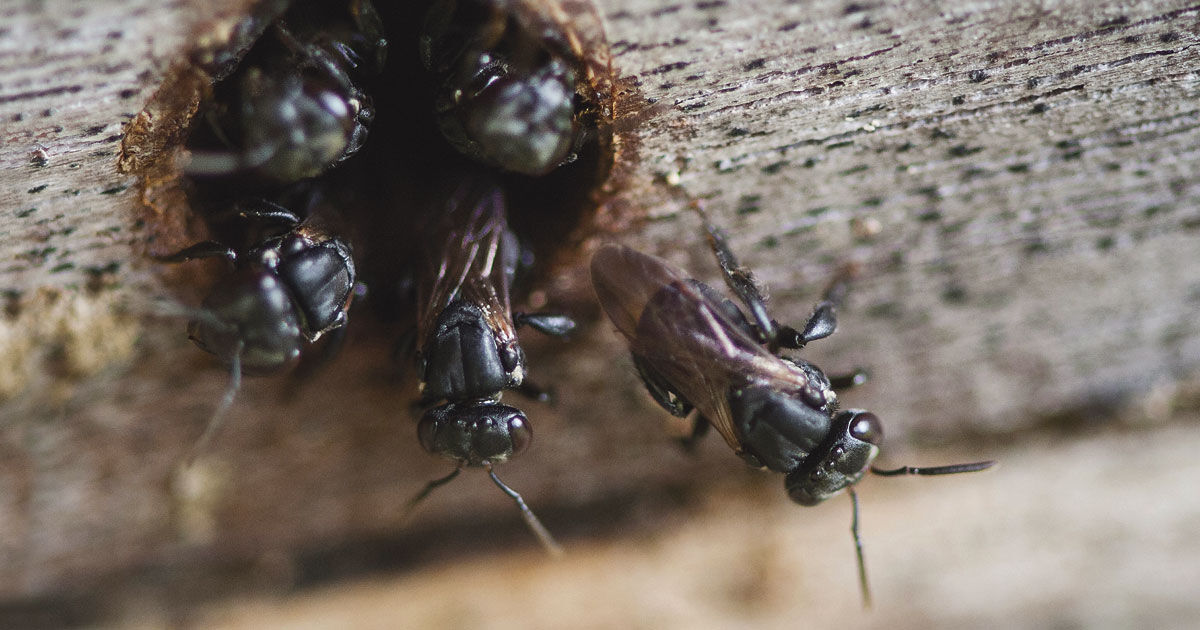 Biologia dos Insetos: Hymenoptera