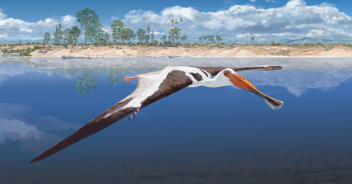 An iberian pterosaur : Revista Pesquisa FAPESP