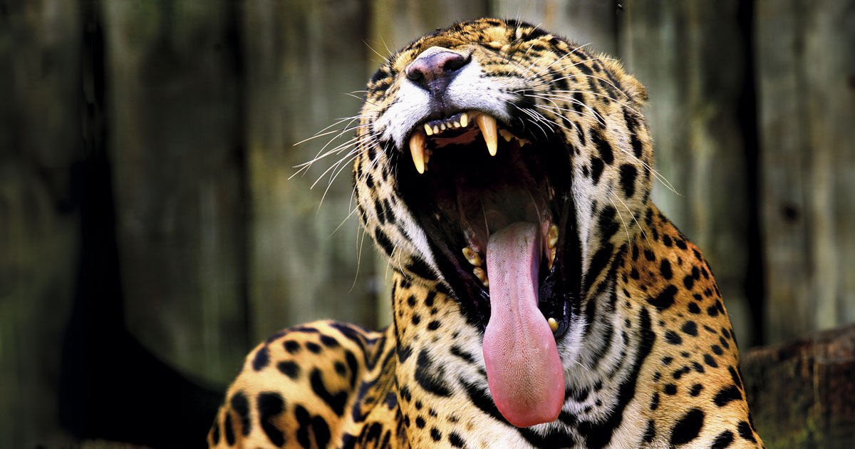 Theodoro, Soneca, and other jaguars in the forests of São Paulo ...