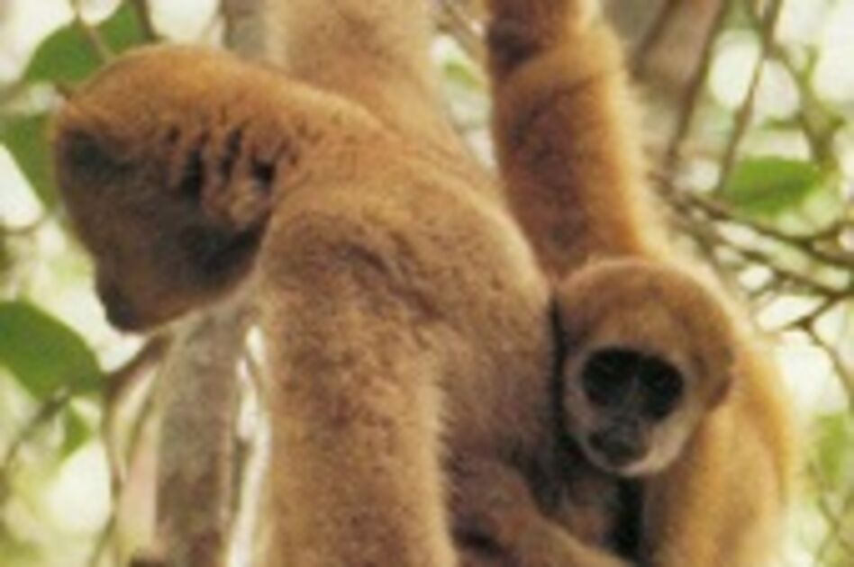 Macaco Prego  Portal Animal Campinas