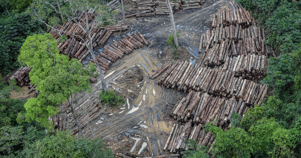 Desmatamento na Amazônia cresceu em Revista Pesquisa Fapesp