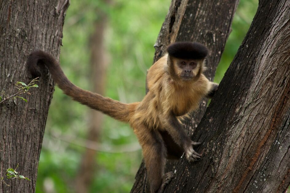 É permitido ter um macaco como animal de estimação?