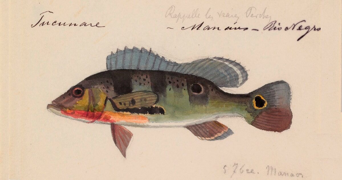 Rescuing the watercolors : Revista Pesquisa Fapesp
