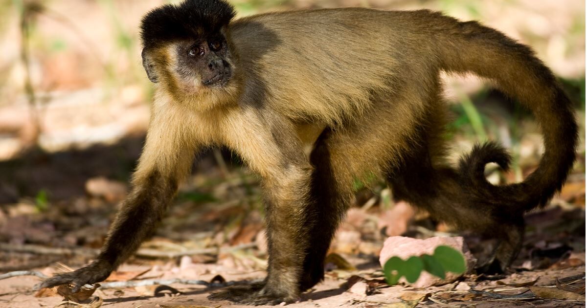 Macaco-Prego - Saúde Animal