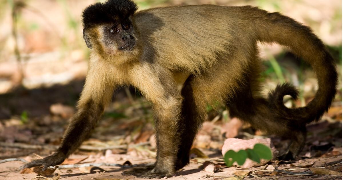 Macaco é melhor modelo animal : Revista Pesquisa Fapesp