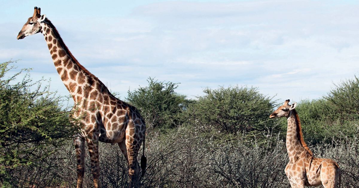 Gimli and Nigel, two dwarf giraffes Revista Pesquisa Fapesp