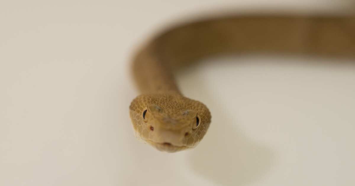 Como anda a população de cobras no Brasil?
