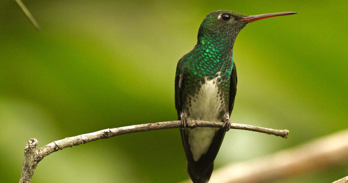 Beijaflores brasileiros devem sofrer com mudanças