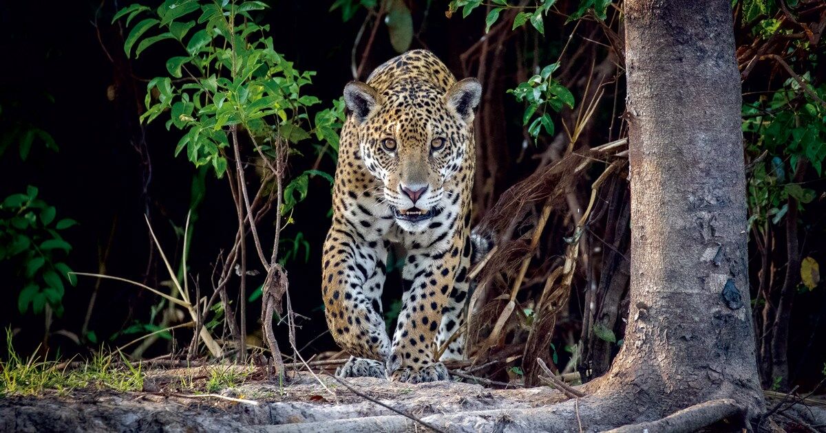 Wildfires disproportionately affected jaguars in the Pantanal