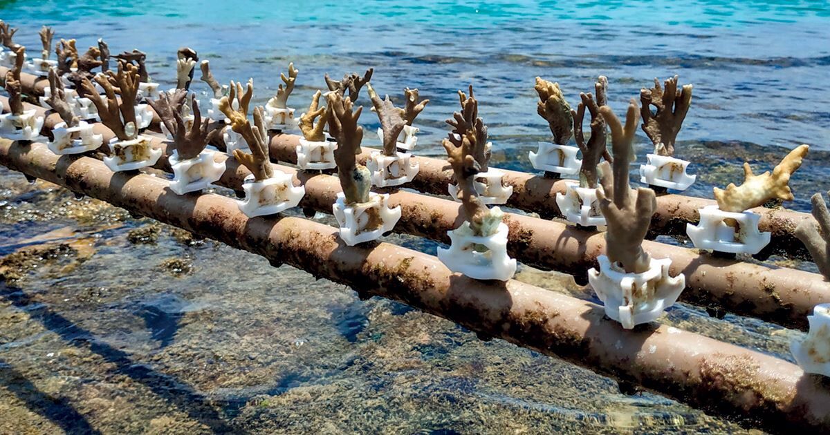 Berçário de corais : Revista Pesquisa Fapesp