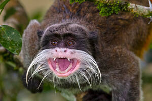 Zoologia: o macaco que atravessou o Atlântico em uma balsa
