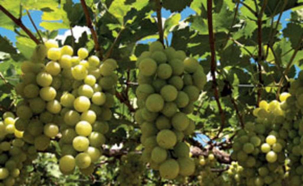 Oasis of grapes in the Northeast Revista Pesquisa Fapesp