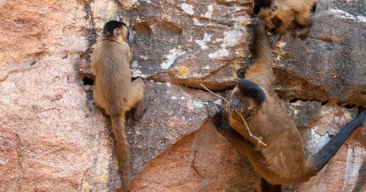 Conflitos de macacos-prego: mais intensos na presença de alimentos humanos  ou quando machos estão defendendo fêmeas? • SciELO em Perspectiva