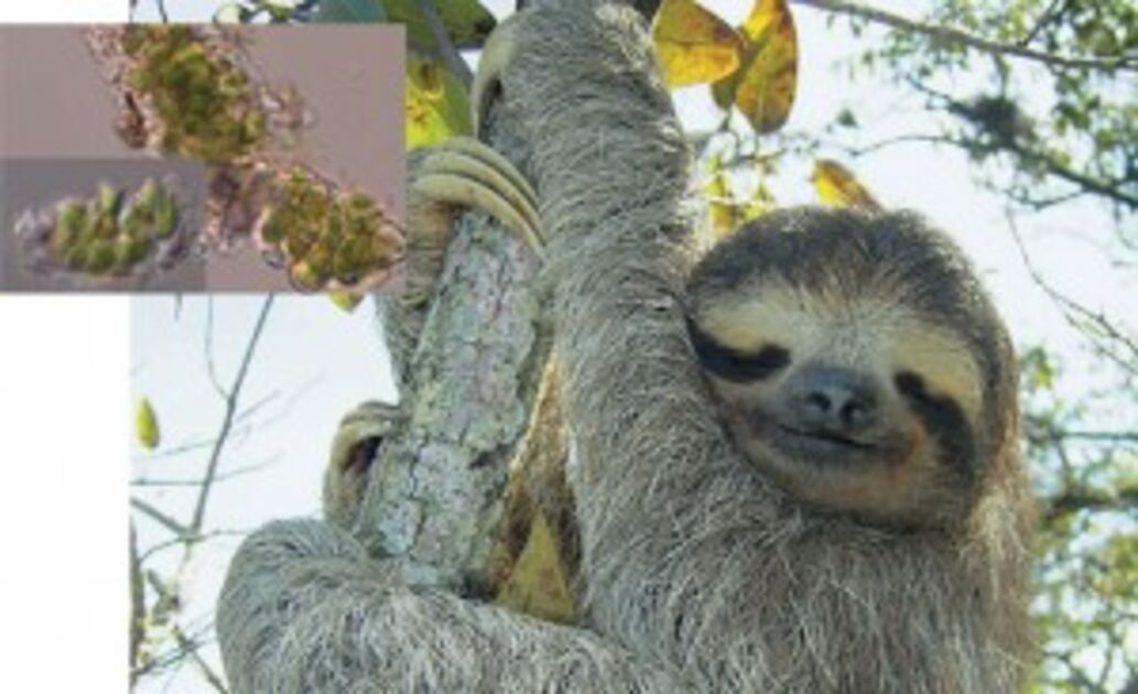 the-sloth-s-hidden-friend-revista-pesquisa-fapesp