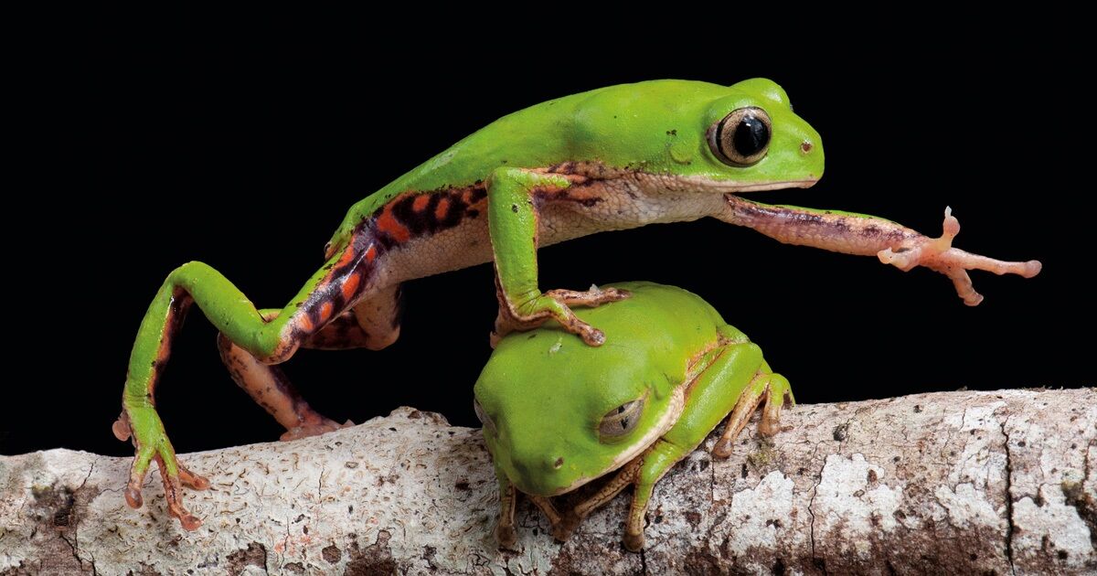 Population of critically-endangered thumbnail-sized frogs found in